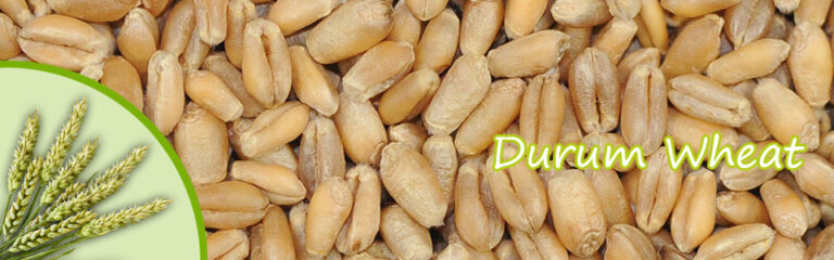 Durum-Wheat