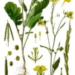 Plant-Mustard