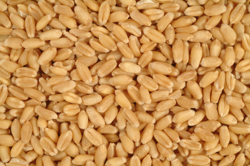 Wheat2_new-500x333