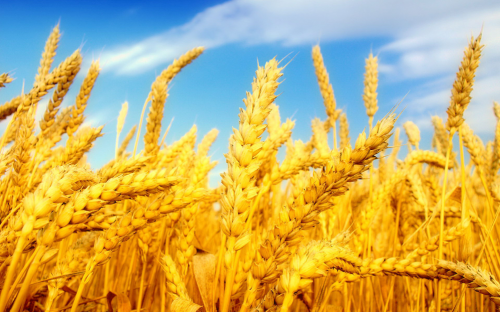 wheat1_new-500x312